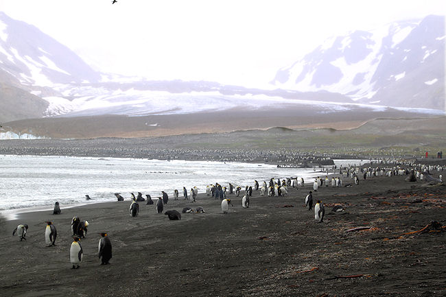 SGeorgia_StAndrewsBay_Kings_5188.jpg
