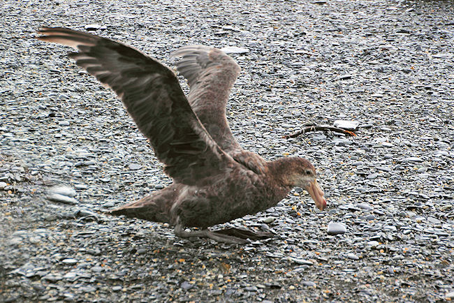 SGeorgia_StAndrewsBay_Petrels_5136.jpg