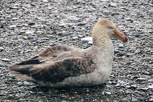 SGeorgia_StAndrewsBay_Petrels_5139.jpg