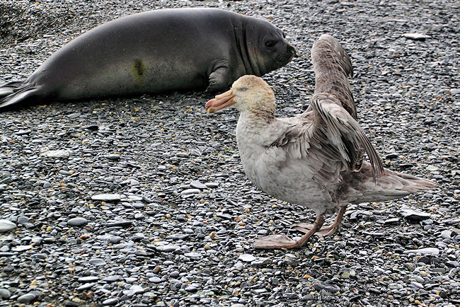 SGeorgia_StAndrewsBay_Petrels_5140.jpg