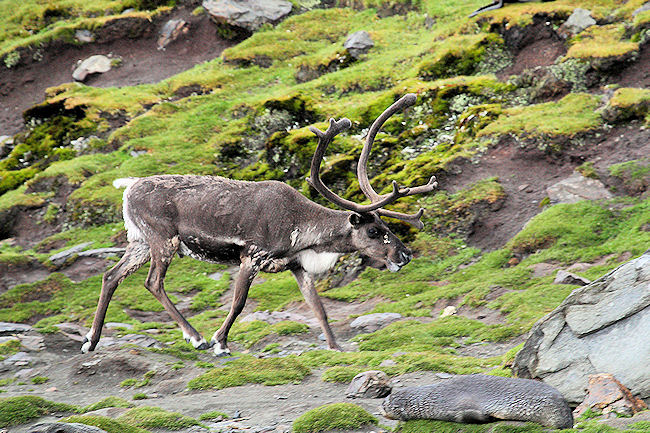 SGeorgia_StAndrewsBay_Reindeer_3293.jpg