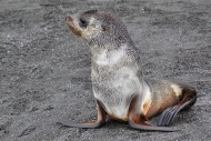 SGeorgia_StAndrewsBay_FurSeal_3269