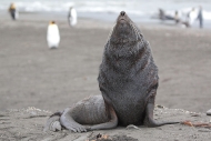 SGeorgia_StAndrewsBay_FurSeal_3274