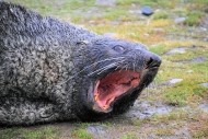 SGeorgia_StAndrewsBay_FurSeals_5123