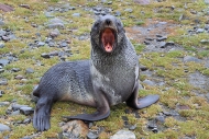 SGeorgia_StAndrewsBay_FurSeals_5126