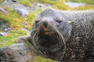 SGeorgia_StAndrewsBay_FurSeals_5131