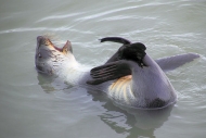 SGeorgia_StAndrewsBay_FurSeals_5165