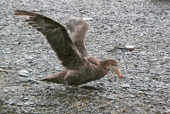 SGeorgia_StAndrewsBay_Petrels_5136