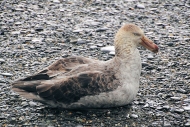 SGeorgia_StAndrewsBay_Petrels_5139