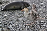 SGeorgia_StAndrewsBay_Petrels_5140