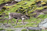 SGeorgia_StAndrewsBay_Reindeer_3293