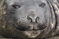 SGeorgia_StAndrewsBay_SElephSeals_3286_m