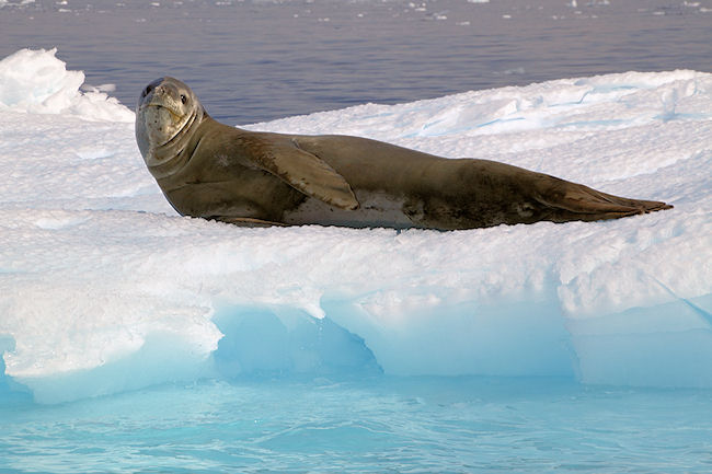 CiervaCove_LeopardSeal_5964.jpg