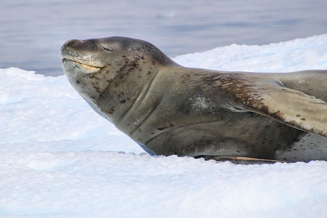 CiervaCove_LeopardSeal_5966.jpg