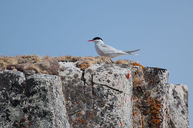 CiervaCove_Mainland_Terns_3599.jpg