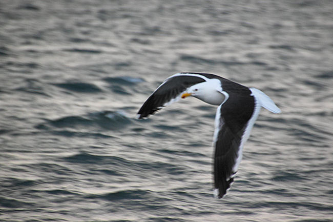 DeceptionIsland_KelpGulls_5804.jpg