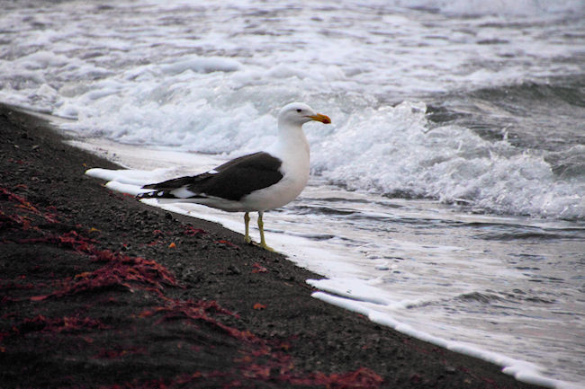 DeceptionIsland_KelpGulls_5811.jpg