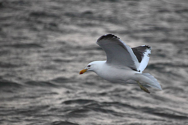 DeceptionIsland_KelpGulls_5814.jpg