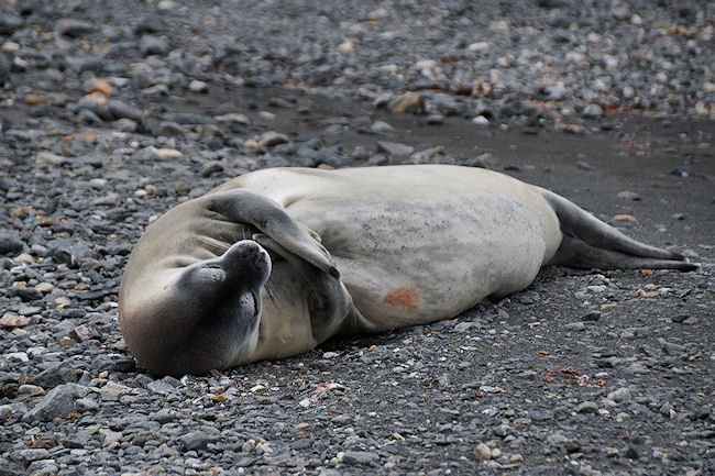 ElephantIs_CapeLookOut_DSC07475.JPG