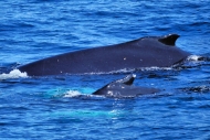 BransfieldStrait_DSC07609
