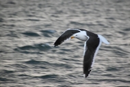 DeceptionIsland_KelpGulls_5804