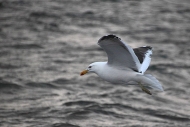 DeceptionIsland_KelpGulls_5814