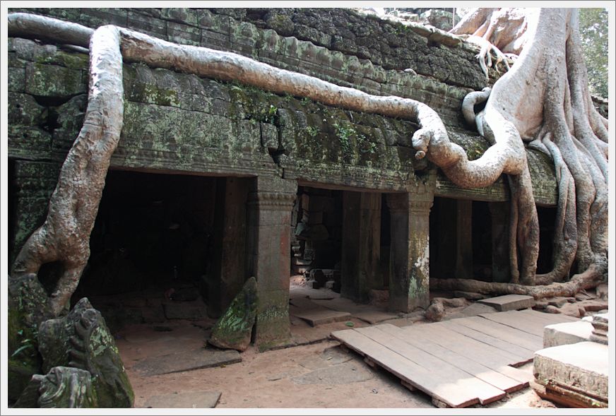 Cambodia_TaProhmTemple_3806