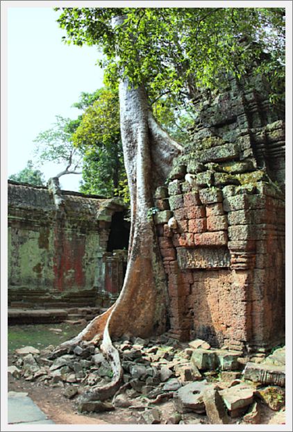 Cambodia_TaProhmTemple_3814_3_m