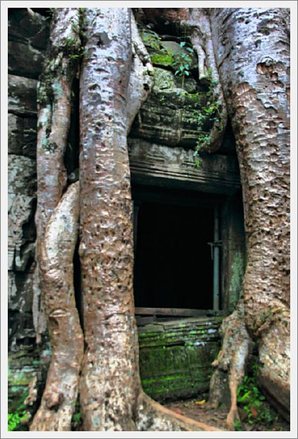 Cambodia_TaProhmTemple_8407_m