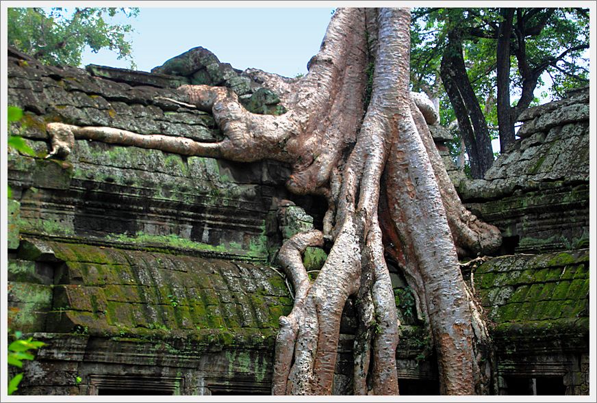 Cambodia_TaProhmTemple_8412_m