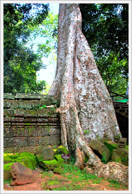 Cambodia_TaProhmTemple_8415_m