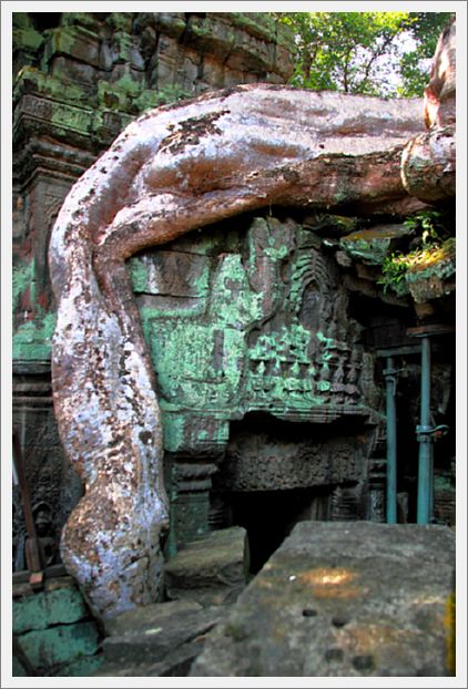 Cambodia_TaProhmTemple_8435_m