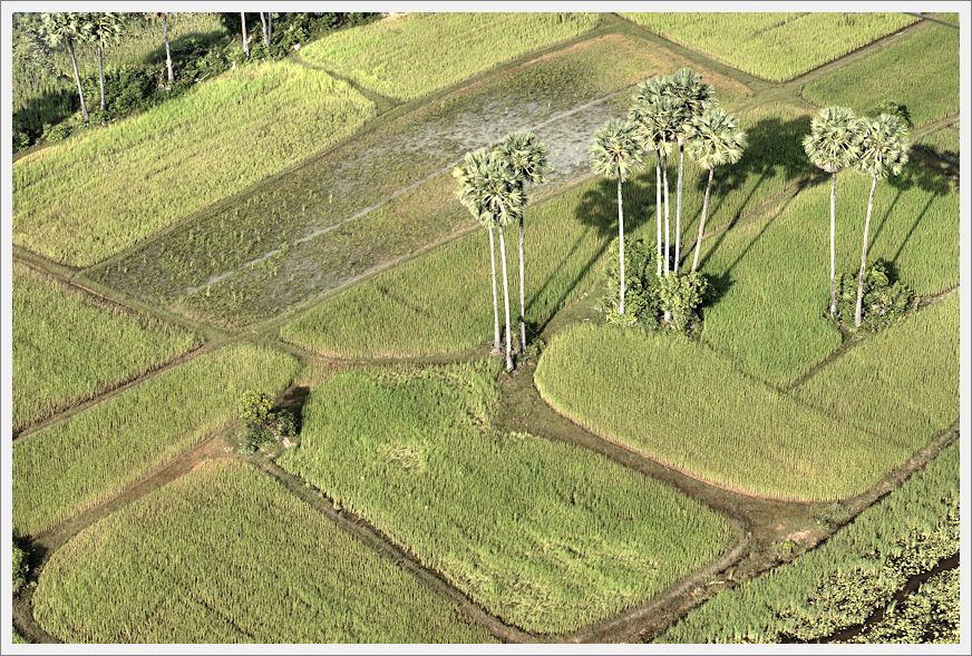 AngkorRiceFields_DSC02750