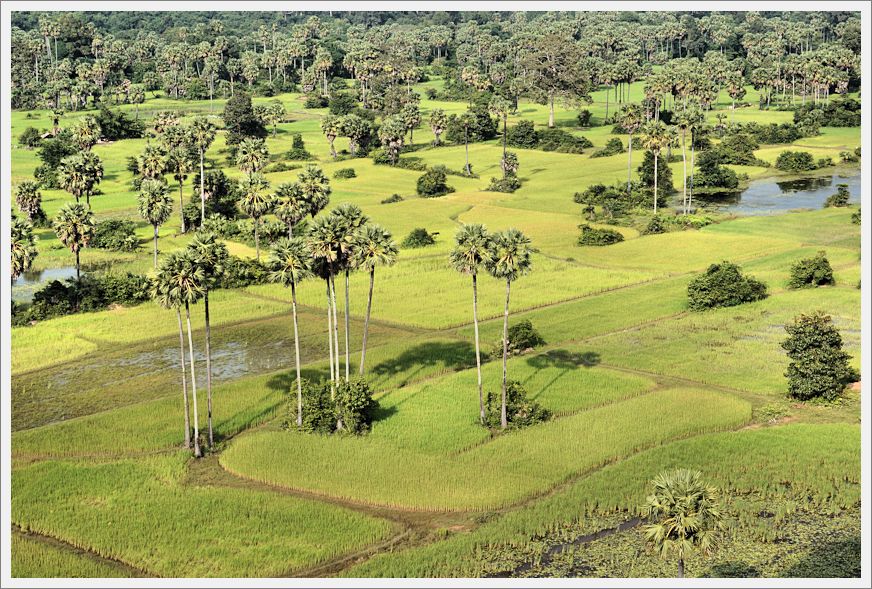 AngkorRiceFields_DSC02759