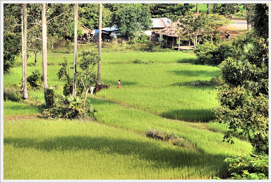 AngkorRiceFields_DSC02763