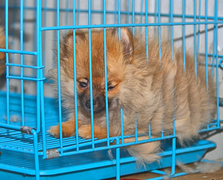 Animal market, Shanghai, China