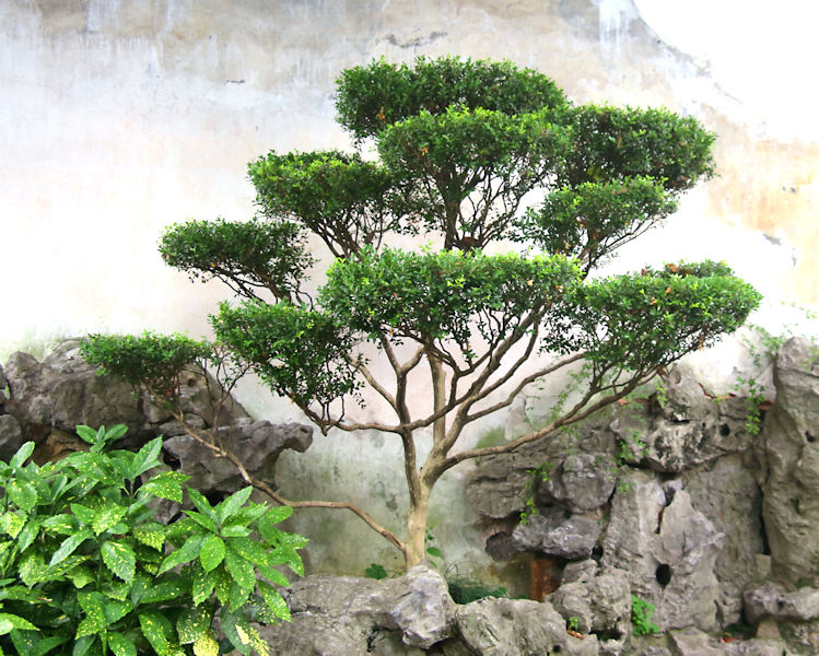 Yu Chinese Garden, Shanghai