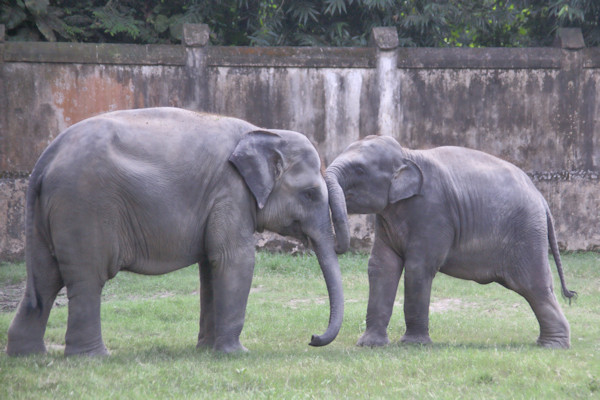 Kolkata Zoo