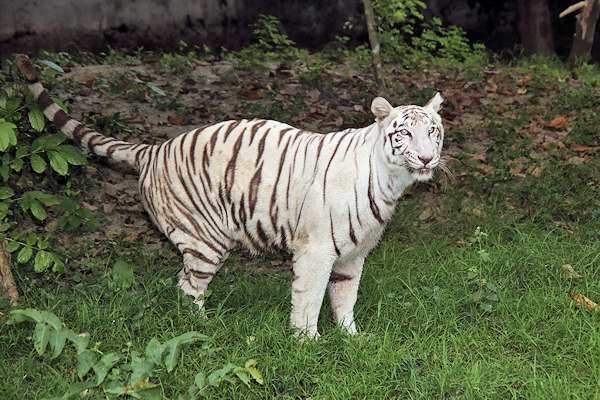 Kolkata Zoo