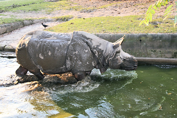 Kolkata Zoo