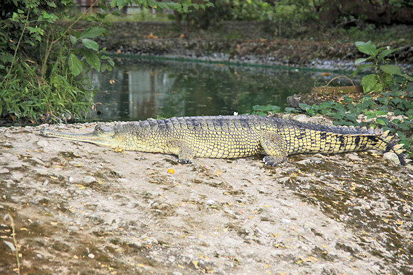 Kolkata Zoo