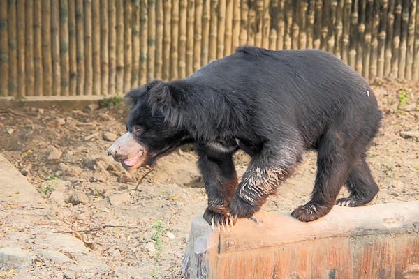 Kolkata Zoo