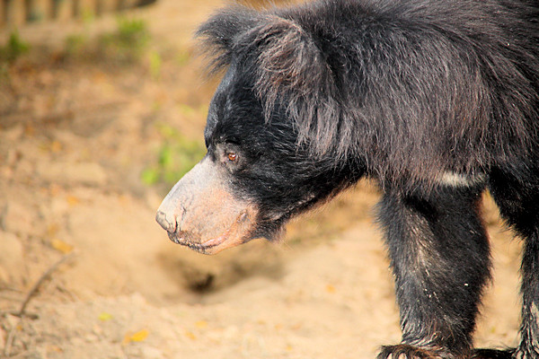 Kolkata Zoo