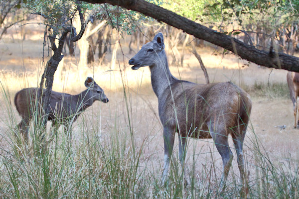 Ranthambhore National Park