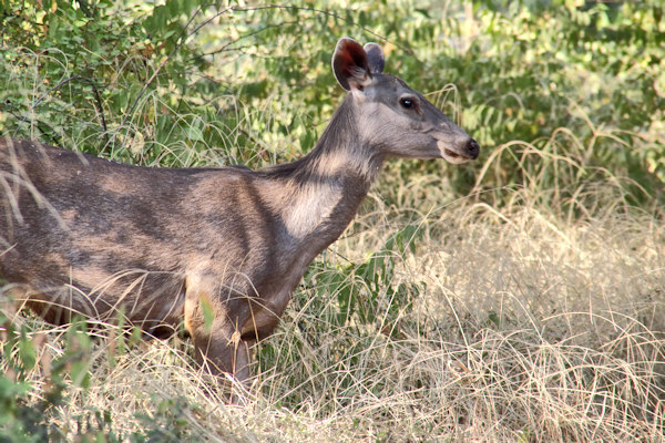 Ranthambhore National Park