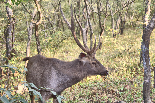 Ranthambhore National Park