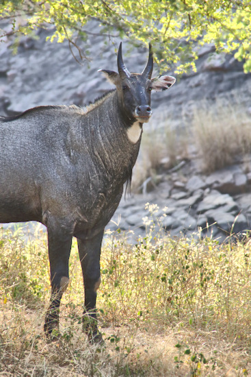 Ranthambhore National Park