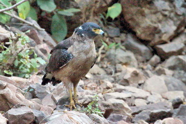 Ranthambhore National Park