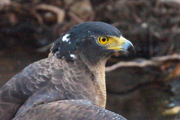 Ranthambhore National Park