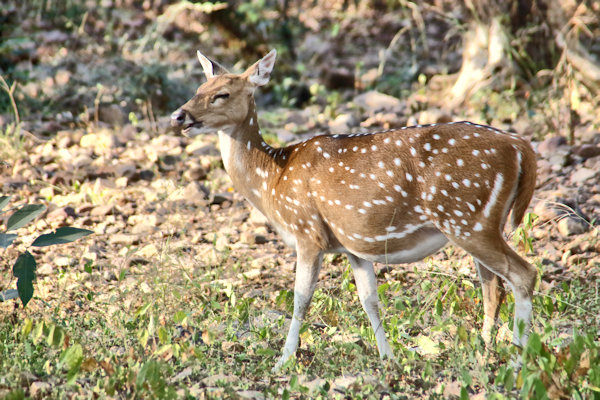 Ranthambhore National Park